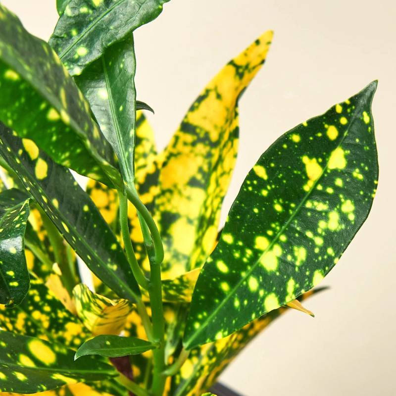 Croton Gold Dust