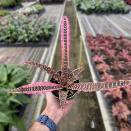 Cryptanthus Elaine