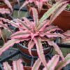 Cryptanthus Pink Star