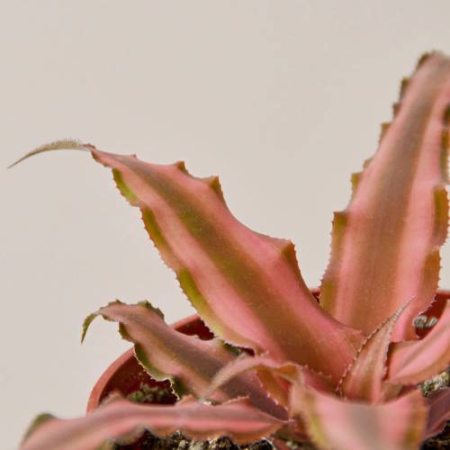 Cryptanthus Pink Star