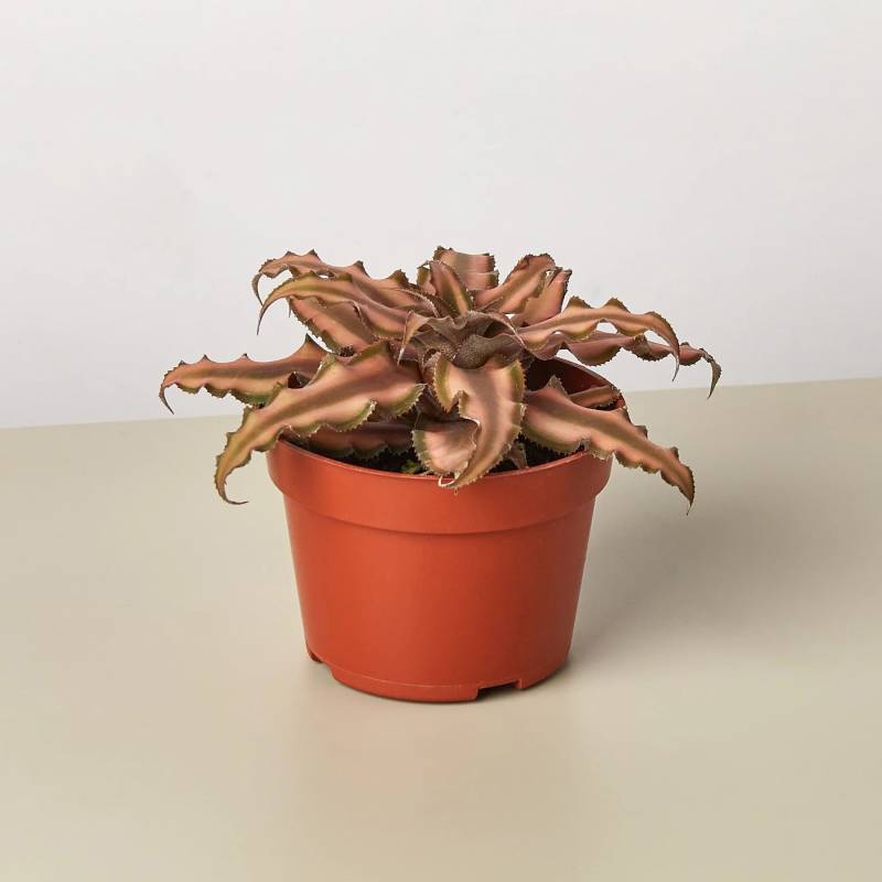 Cryptanthus Pink Star