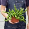 Curly Lipstick Plant