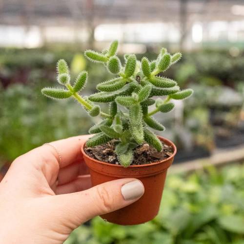 Delosperma Echinatum Pickle Plant