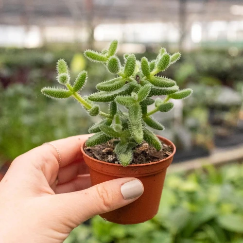Delosperma Echinatum Pickle Plant