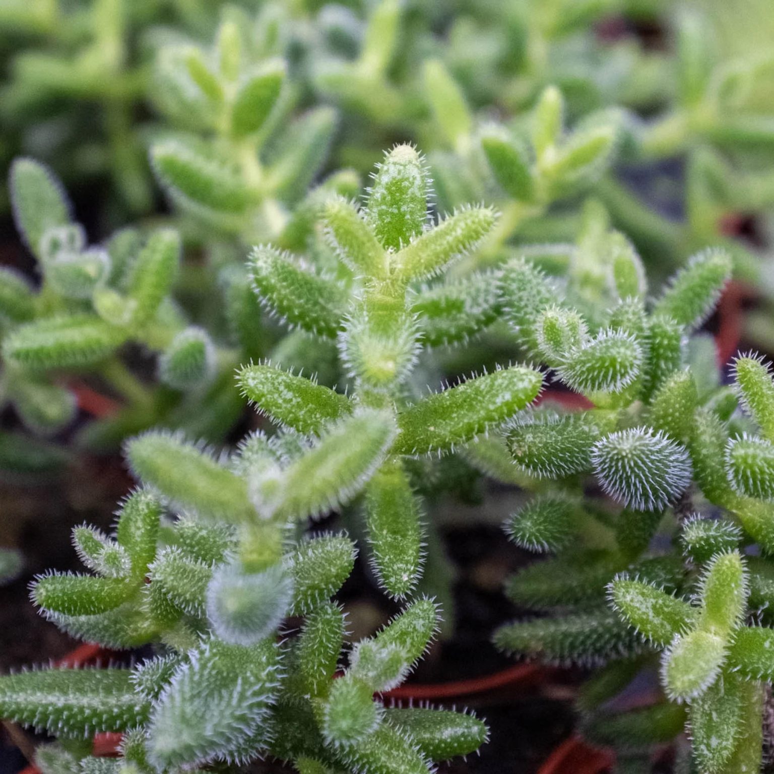 Delosperma Echinatum Pickle Plant - UrbanPlantNook