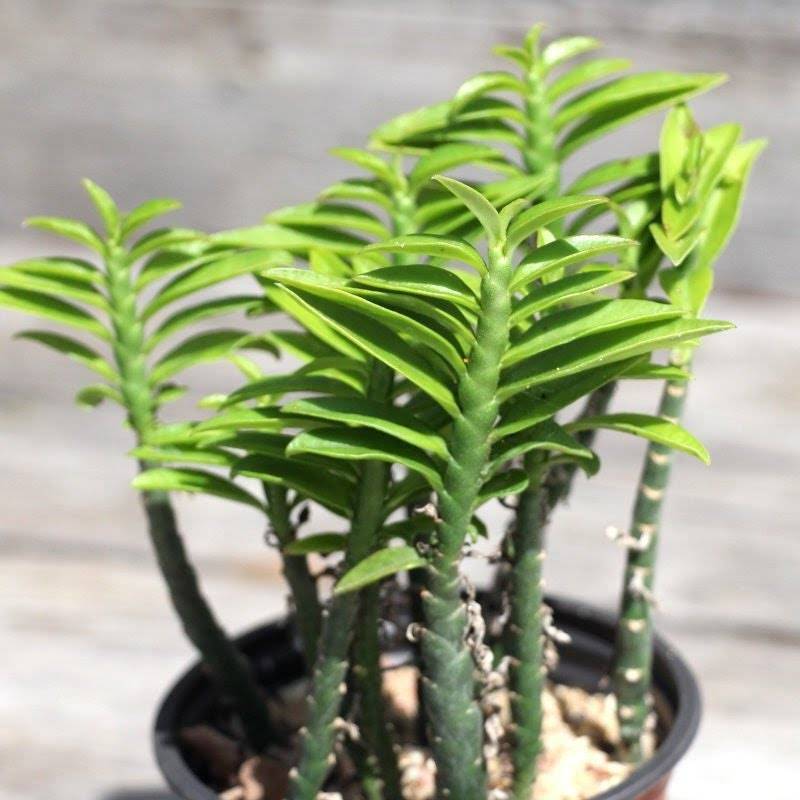 Devil's Backbone Euphorbia