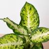Dieffenbachia Amy