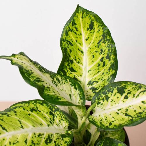 Dieffenbachia Amy