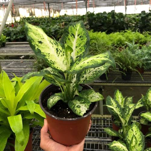 Dieffenbachia Amy