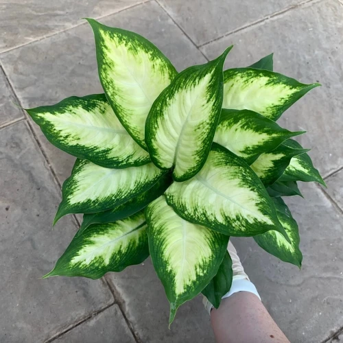 Dieffenbachia Camille