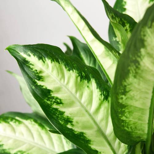 Dieffenbachia Camille