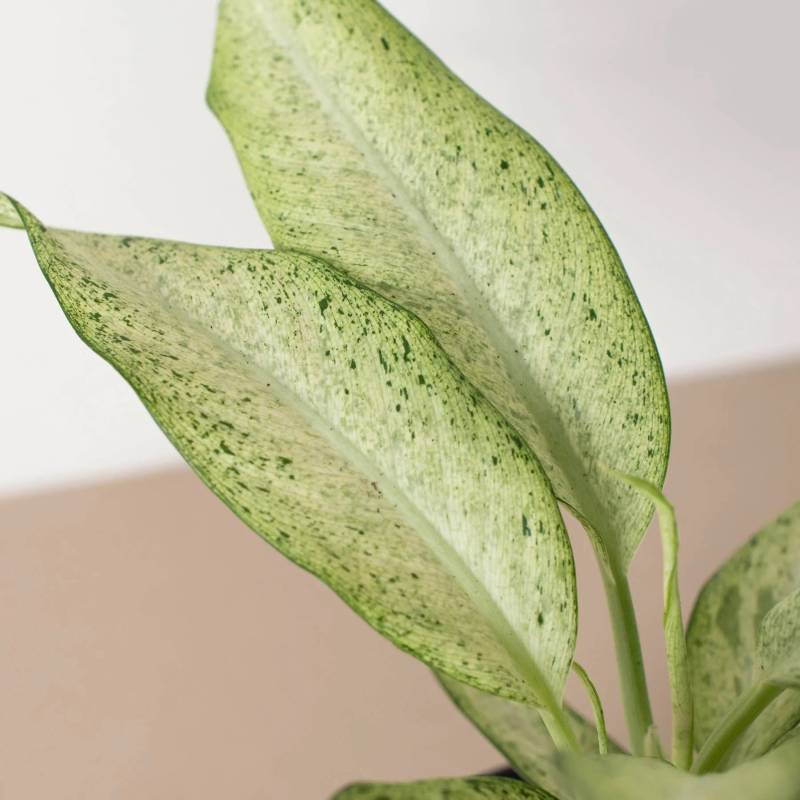 Dieffenbachia Camouflage