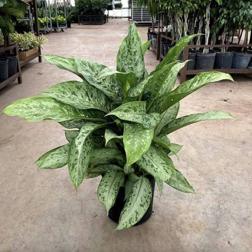 Dieffenbachia Memoria Corsii