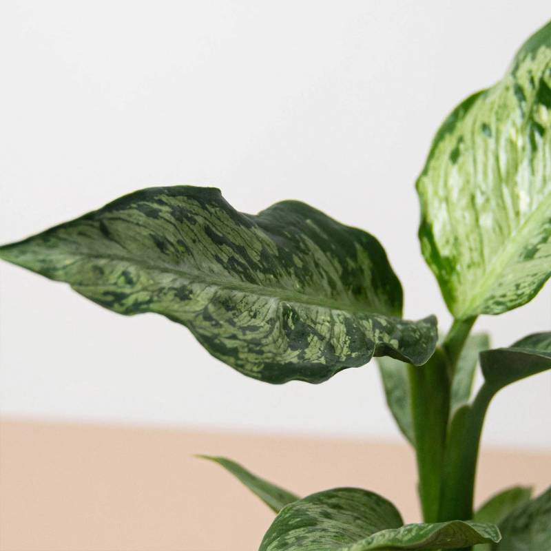 Dieffenbachia Memoria Corsii