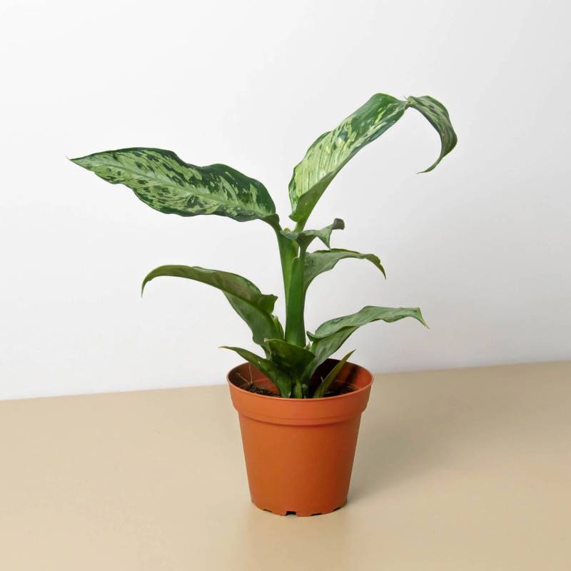 Dieffenbachia Memoria Corsii