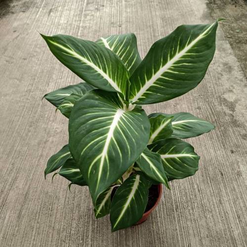 Dieffenbachia Oerstedii