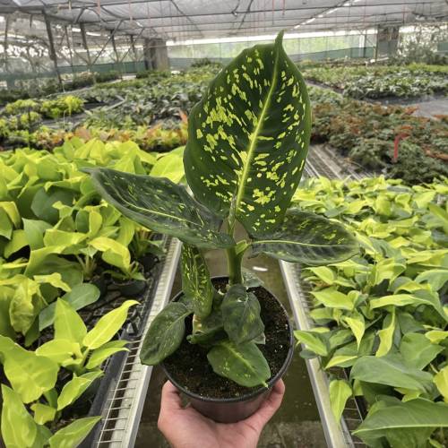 Dieffenbachia Reflector