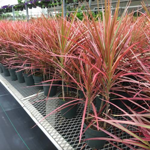 Dracaena Colorama