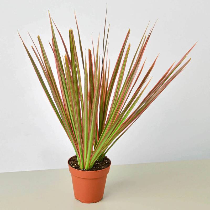 Dracaena Colorama