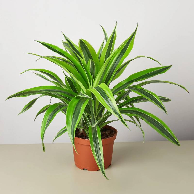 Dracaena Deremensis Lemon Surprise