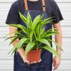 Dracaena Deremensis Lemon Surprise