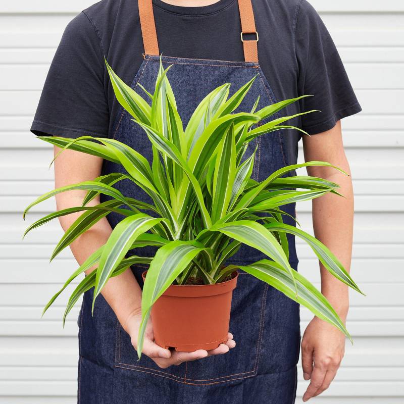 Dracaena Deremensis Lemon Surprise