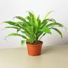 Dracaena Lime Light