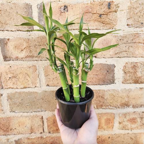 Dracaena Lucky Bamboo