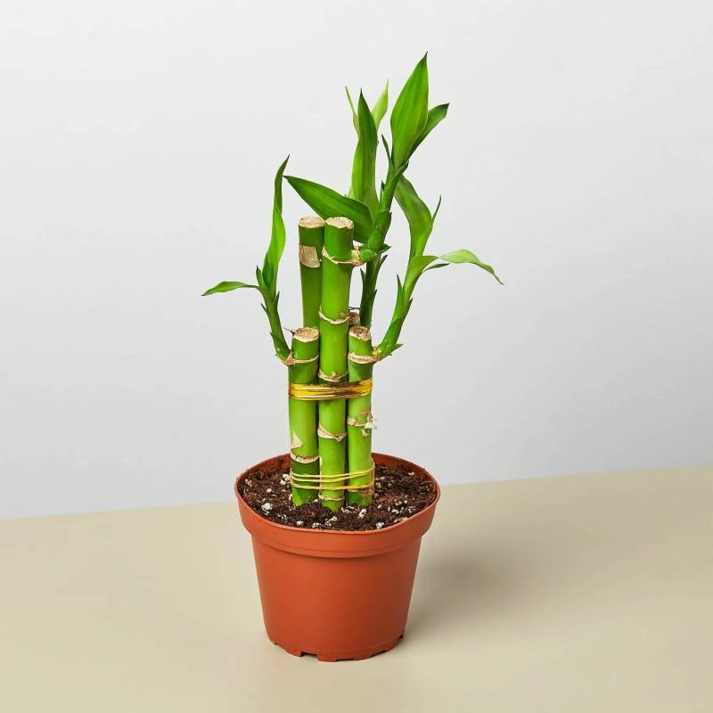 Dracaena Lucky Bamboo