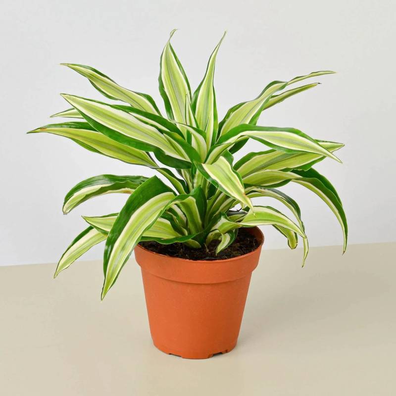 Dracaena Malaika