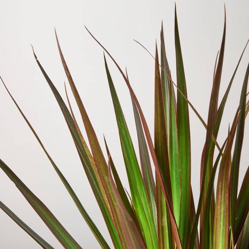 Dracaena Marginata Magenta