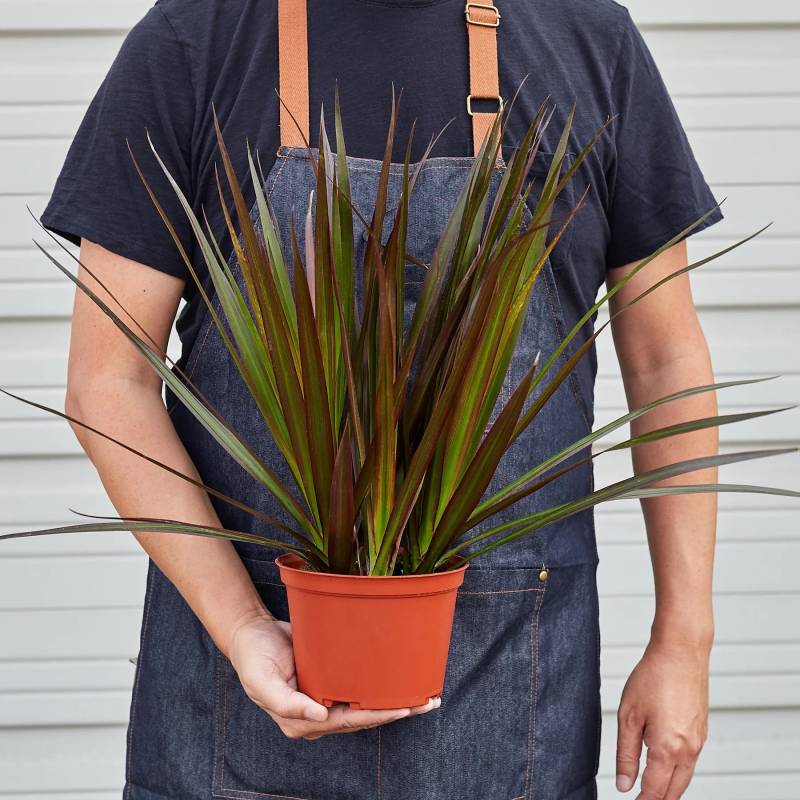 Dracaena Marginata Magenta