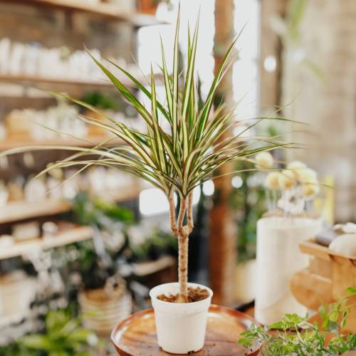 Dracaena Marginata Sunshine