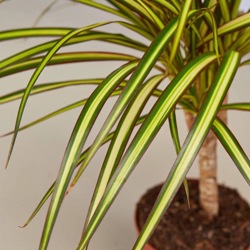 Dracaena Marginata Sunshine