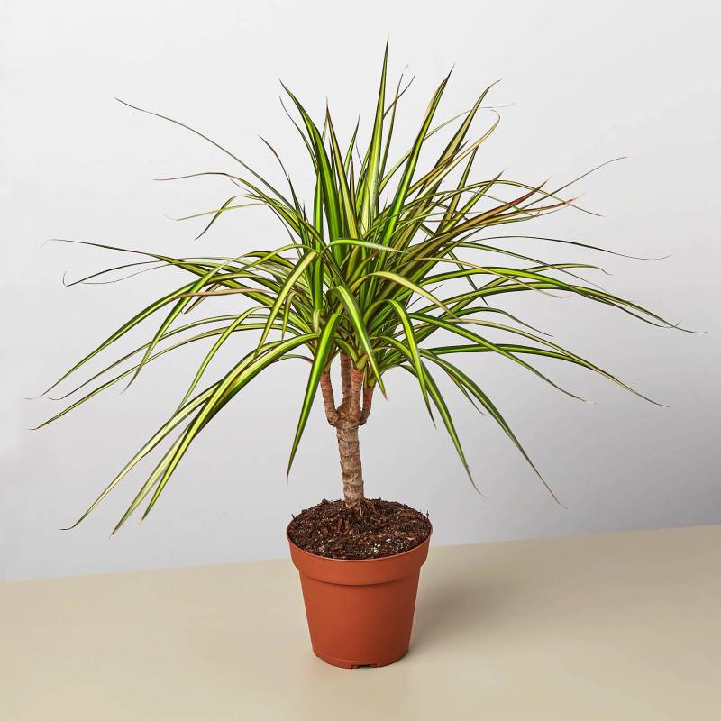 Dracaena Marginata Sunshine