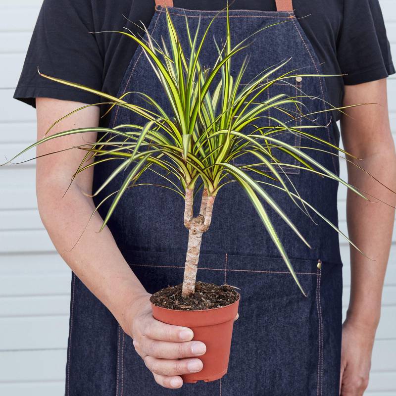 Dracaena Marginata Sunshine