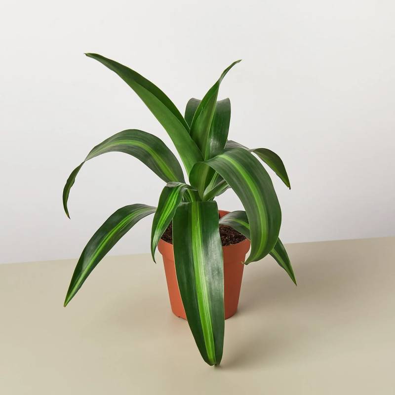 Dracaena Massangeana