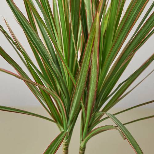 Dracaena Red Margined