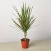 Dracaena Red Margined