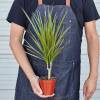 Dracaena Red Margined