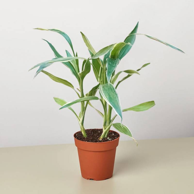 Dracaena Sanderiana - Image 3