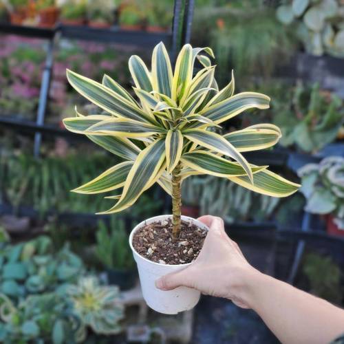 Dracaena Song of India