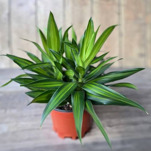 Dracaena Song of Jamaica