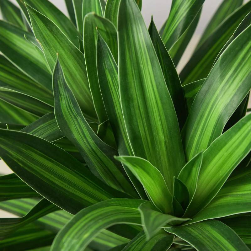 Dracaena Song of Jamaica