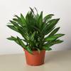 Dracaena Song of Jamaica