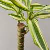 Dracaena Sted Sol Cane