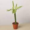 Dracaena Sted Sol Cane