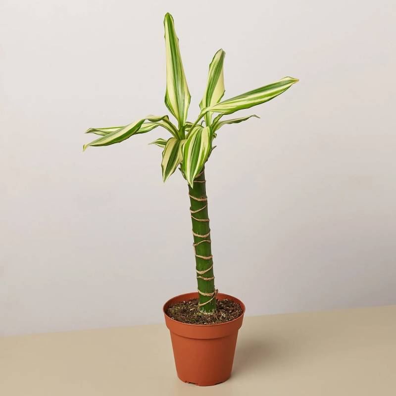 Dracaena Sted Sol Cane