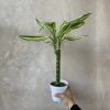 Dracaena Sted Sol Cane