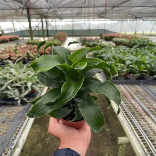 Dracaena Twister